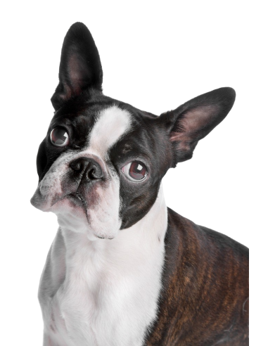 como entretener a un boston terrier