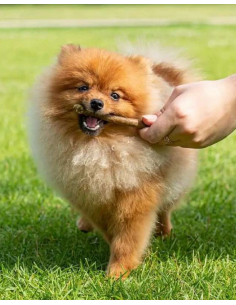 Snack Nature's Protection... 2