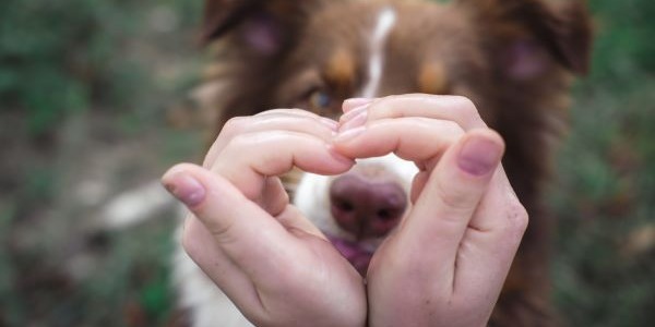 Guía completa de la nueva ley de bienestar animal 2023 en España