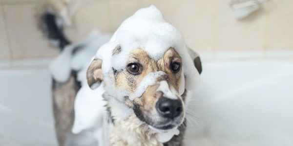 Cómo hacer un baño con champú antiparasitario para perros: Guía completa | Petslovers.es