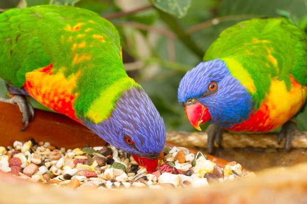 Psittacus la mejor alimentación para tu pájaro