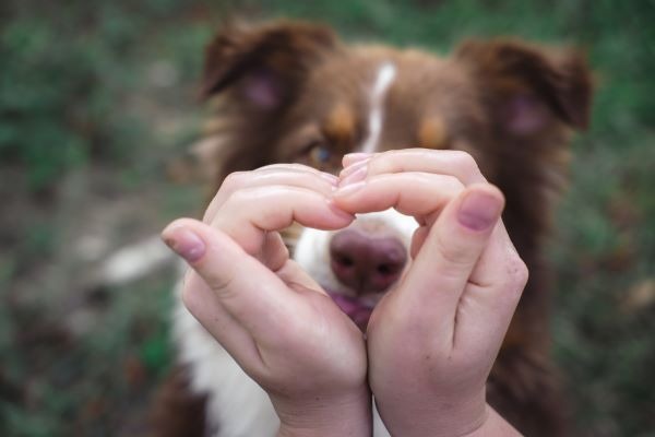 Guía completa de la nueva ley de bienestar animal 2023 en España