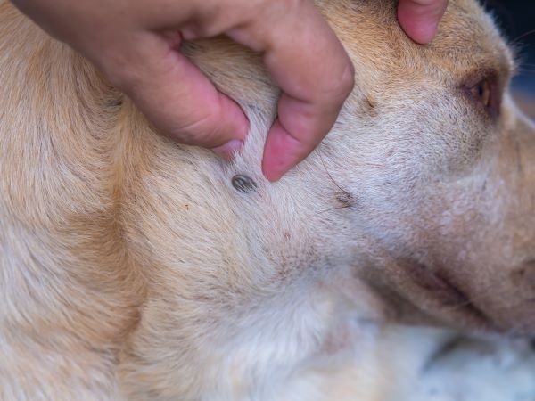 La zoonosis entre perros, gatos y humanos: Guía para prevenir enfermedades