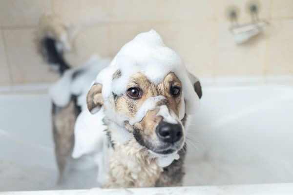 Cómo hacer un baño con champú antiparasitario para perros: Guía completa | Petslovers.es